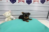 Brody, a male Yorkshire Terrier for sale in Millersburg, IN – Photo 5 of 5