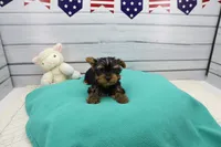 Brody, a male Yorkshire Terrier for sale in Millersburg, IN – Photo 4 of 5