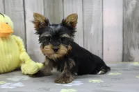 Brody, a male Yorkshire Terrier for sale in Millersburg, IN – Photo 2 of 5