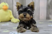 Brody, a male Yorkshire Terrier for sale in Millersburg, IN – Photo 3 of 5