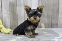 Brody, a male Yorkshire Terrier for sale in Millersburg, IN – Photo 1 of 5