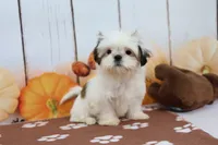 Rose, a female Shih Tzu for sale in Millersburg, IN – 3 of 4