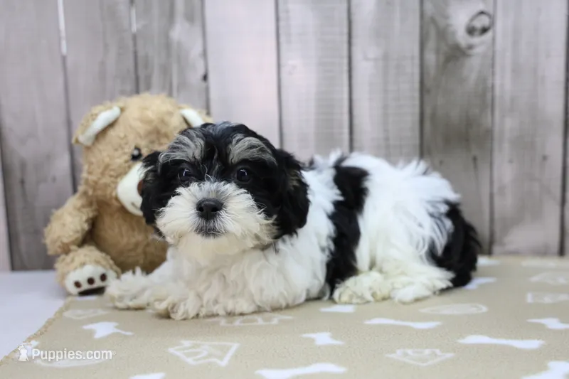 Kevin – Shichon puppy for sale in Millersburg, IN
