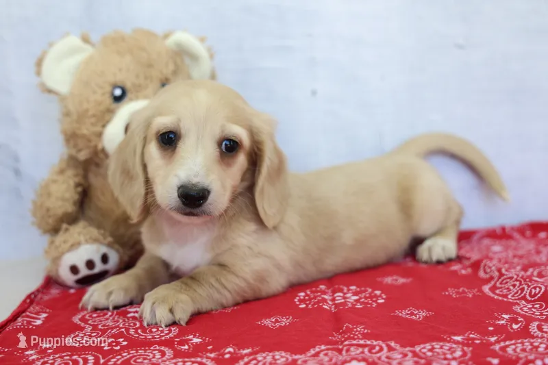Yale – Miniature Dachshund puppy for sale in Millersburg, IN