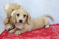 Yale, a male Miniature Dachshund for sale in Millersburg, IN – 1 of 3