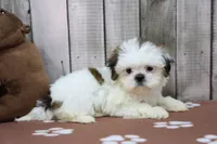Rose, a female Shih Tzu for sale in Millersburg, IN – 2 of 4