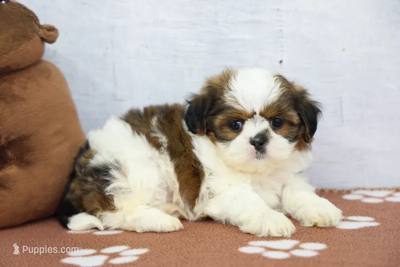 Jill – Shih Tzu puppy for sale in Millersburg, IN