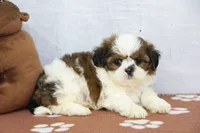 Jill, a female Shih Tzu for sale in Millersburg, IN – 1 of 4