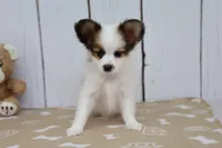 Valor, a male Papillon for sale in Millersburg, IN – 3 of 4