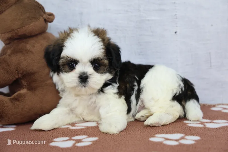 Jack – Shih Tzu puppy for sale in Millersburg, IN