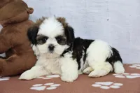 Jack, a male Shih Tzu for sale in Millersburg, IN – 1 of 4