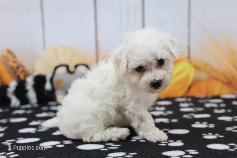 Jameson – Bichon Frise puppy for sale in Millersburg, IN