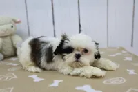 Kylie, a female Shih Tzu for sale in Millersburg, IN – Photo 3 of 3