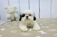 Kylie, a female Shih Tzu for sale in Millersburg, IN – Photo 1 of 3