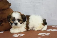 Jewl, a female Shih Tzu for sale in Millersburg, IN – 3 of 4