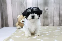 Kevin, a male Shichon for sale in Millersburg, IN – 2 of 4