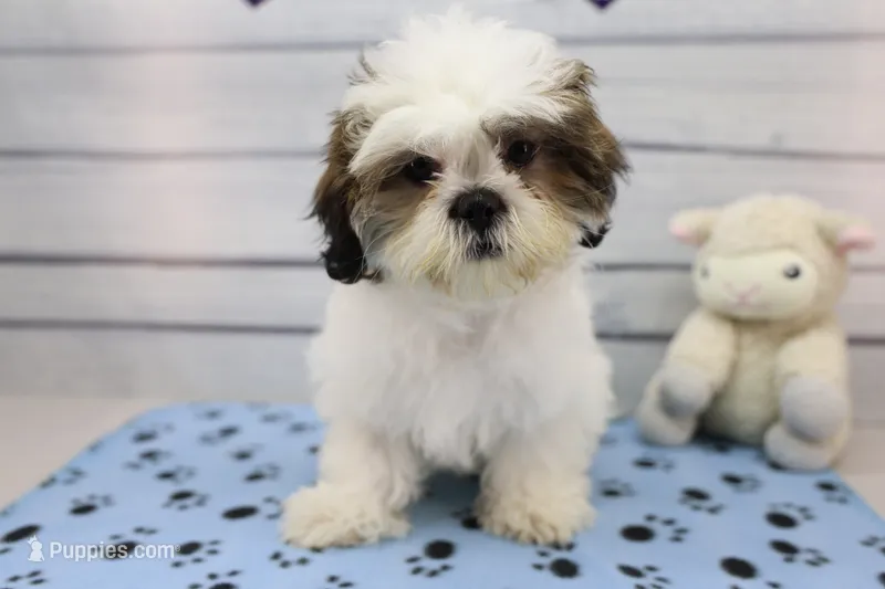 Molly – Shih Tzu puppy for sale in Millersburg, IN