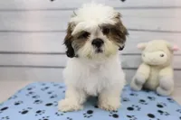 Molly, a female Shih Tzu for sale in Millersburg, IN – 5 of 10