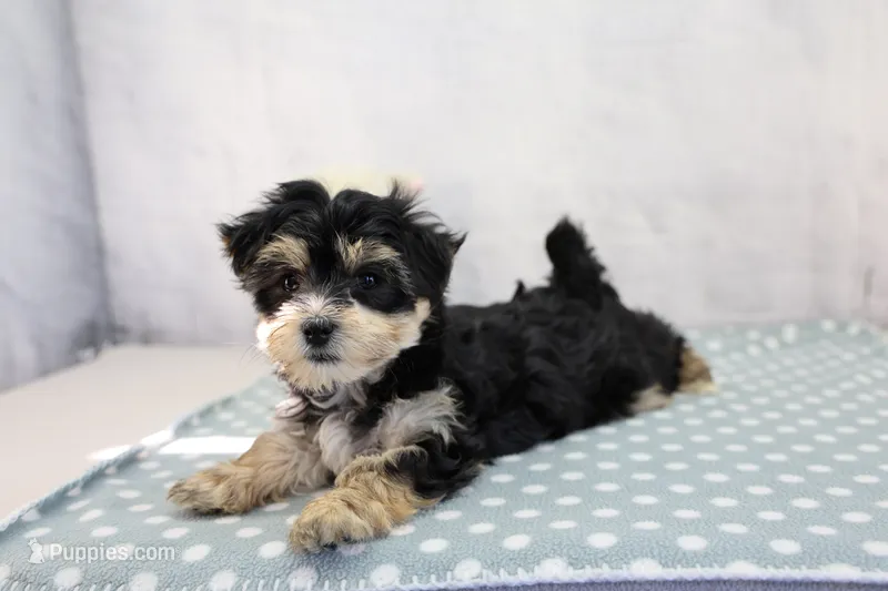 Oaklynn – Morkie puppy for sale in Millersburg, IN