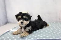 Oaklynn, a female Morkie for sale in Millersburg, IN – 1 of 4