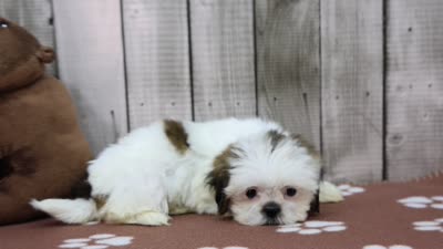 Rose, a female Shih Tzu for sale in Millersburg, IN – 4 of 4