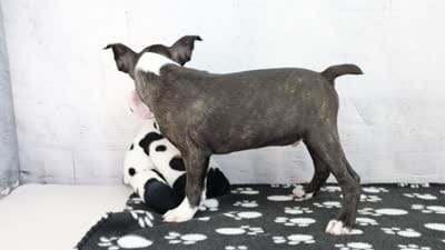 Landon, a male Boston Terrier for sale in Millersburg, IN – 4 of 4