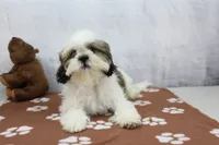 Molly, a female Shih Tzu for sale in Millersburg, IN – 2 of 10