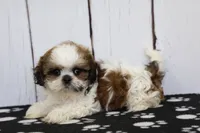 Bandit, a male Shih Tzu for sale in Millersburg, IN – 2 of 7