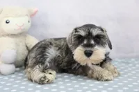 Naomi, a female Miniature Schnauzer for sale in Millersburg, IN – 2 of 4