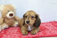 Yasmine, a male Miniature Dachshund for sale in Millersburg, IN – 2 of 3