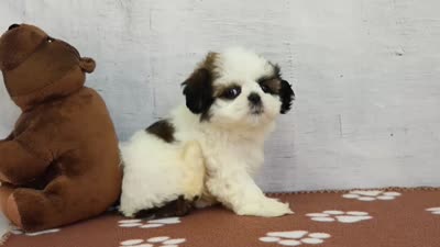 Jada, a female Shih Tzu for sale in Millersburg, IN – 4 of 4