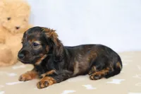 Lainy, a female Miniature Dachshund for sale in Millersburg, IN – 2 of 4