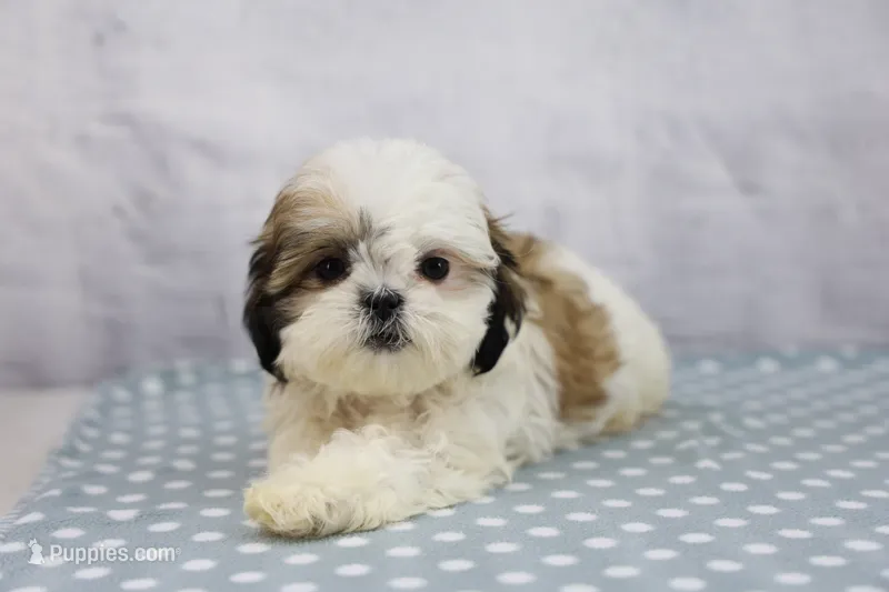 Judy – Shih Tzu puppy for sale in Millersburg, IN