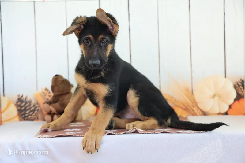 Andrew – German Shepherd Dog puppy for sale in Millersburg, IN