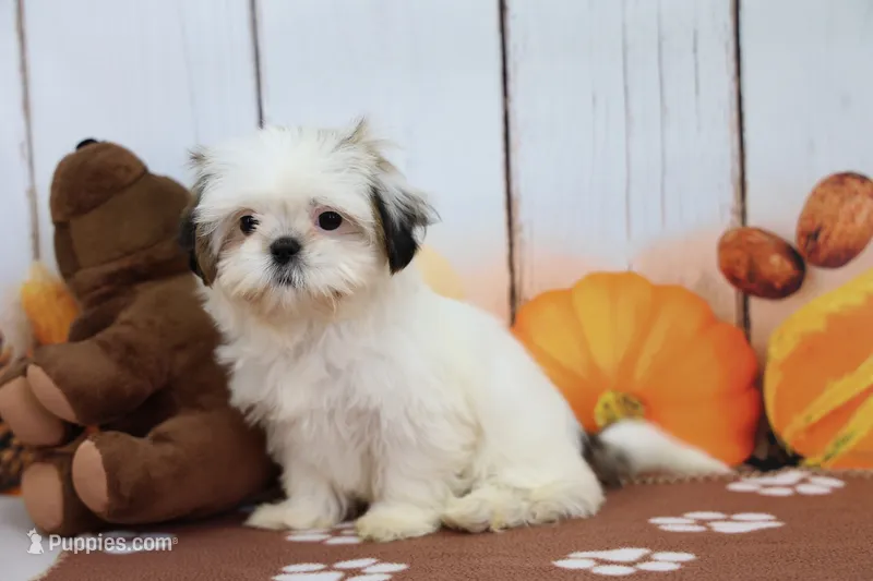 Rose – Shih Tzu puppy for sale in Millersburg, IN
