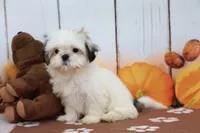 Rose, a female Shih Tzu for sale in Millersburg, IN – 1 of 4
