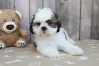 Molly, a female Shih Tzu for sale in Millersburg, IN – 3 of 3