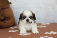 Bandit, a male Shih Tzu for sale in Millersburg, IN – 4 of 7