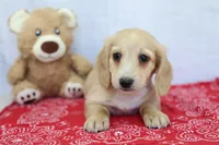 Yale, a male Miniature Dachshund for sale in Millersburg, IN – 2 of 3