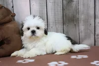 Rose, a female Shih Tzu for sale in Millersburg, IN – 3 of 4