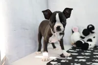 Landon, a male Boston Terrier for sale in Millersburg, IN – 3 of 4