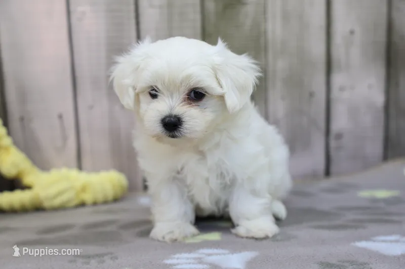 Graham – Maltese puppy for sale in Millersburg, IN
