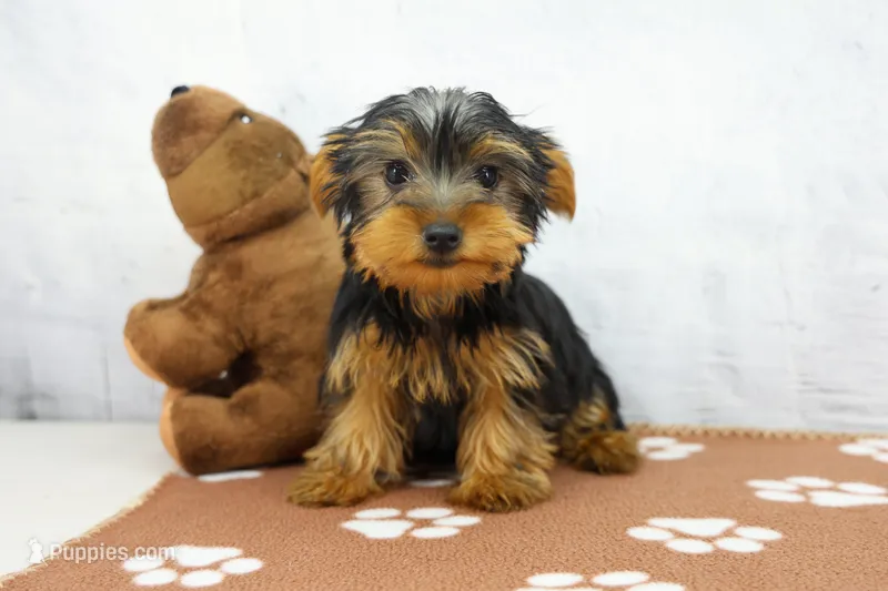 Grant – Yorkshire Terrier puppy for sale in Millersburg, IN