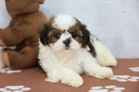 Jill, a female Shih Tzu for sale in Millersburg, IN – 3 of 4