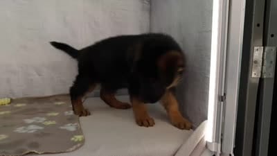 Andrew, a male German Shepherd Dog for sale in Millersburg, IN – 4 of 4