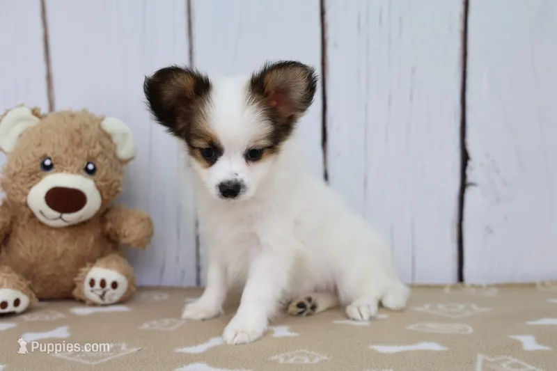 Valor – Papillon puppy for sale in Millersburg, IN