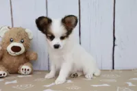 Valor, a male Papillon for sale in Millersburg, IN – 1 of 4