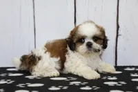 Bandit, a male Shih Tzu for sale in Millersburg, IN – 3 of 7