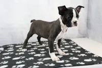 Landon, a male Boston Terrier for sale in Millersburg, IN – 2 of 4