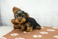 Grant, a male Yorkshire Terrier for sale in Millersburg, IN – 2 of 4